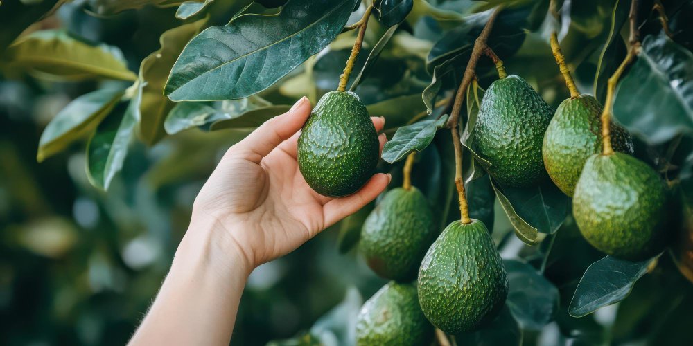 Aguacate en la Airfryer